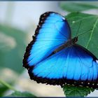 Den männlichen Himmelsfalter (morpho peleides).............