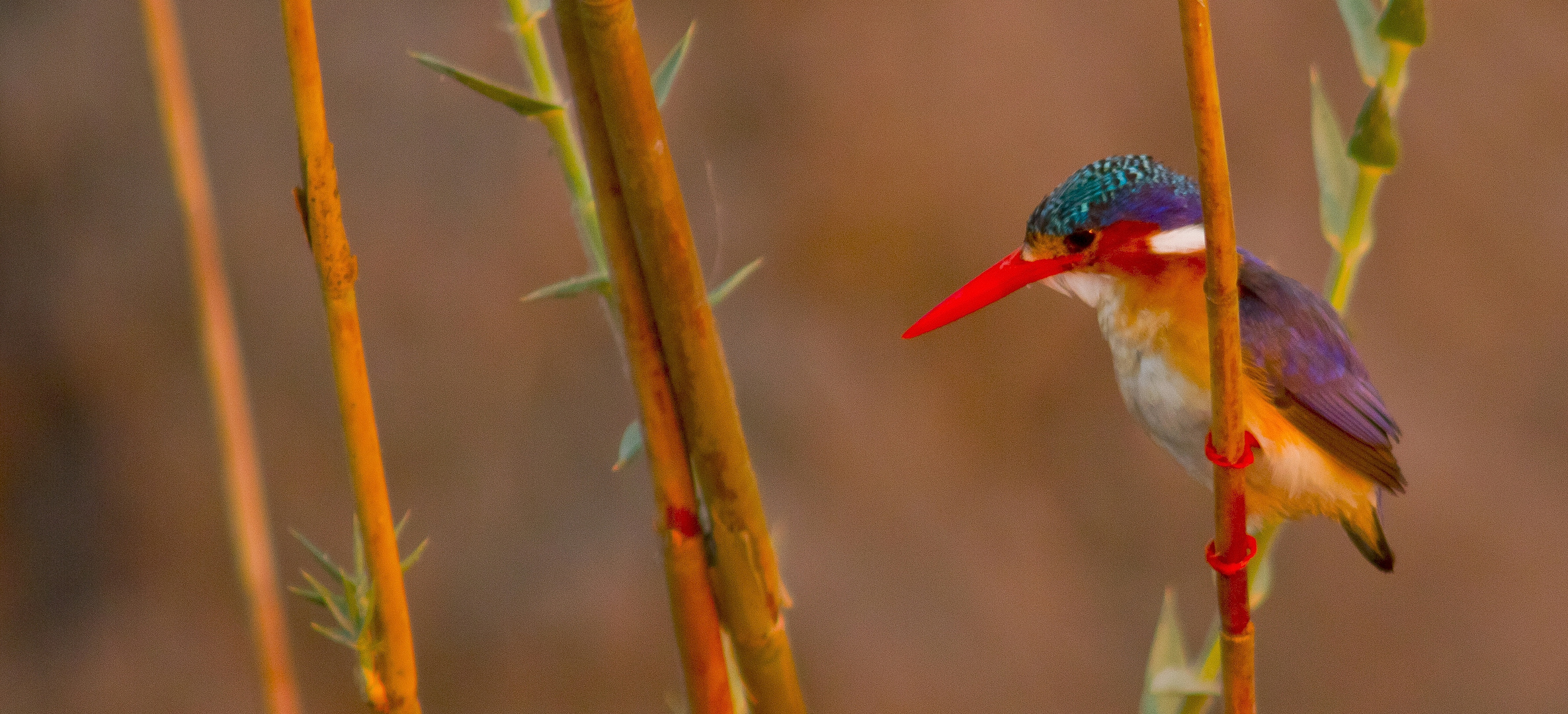 Den Malachitkingfisher ...