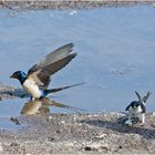 Den Mehlschwalben (Delichon urbicum, Syn.: Delichon urbica) geht . . .