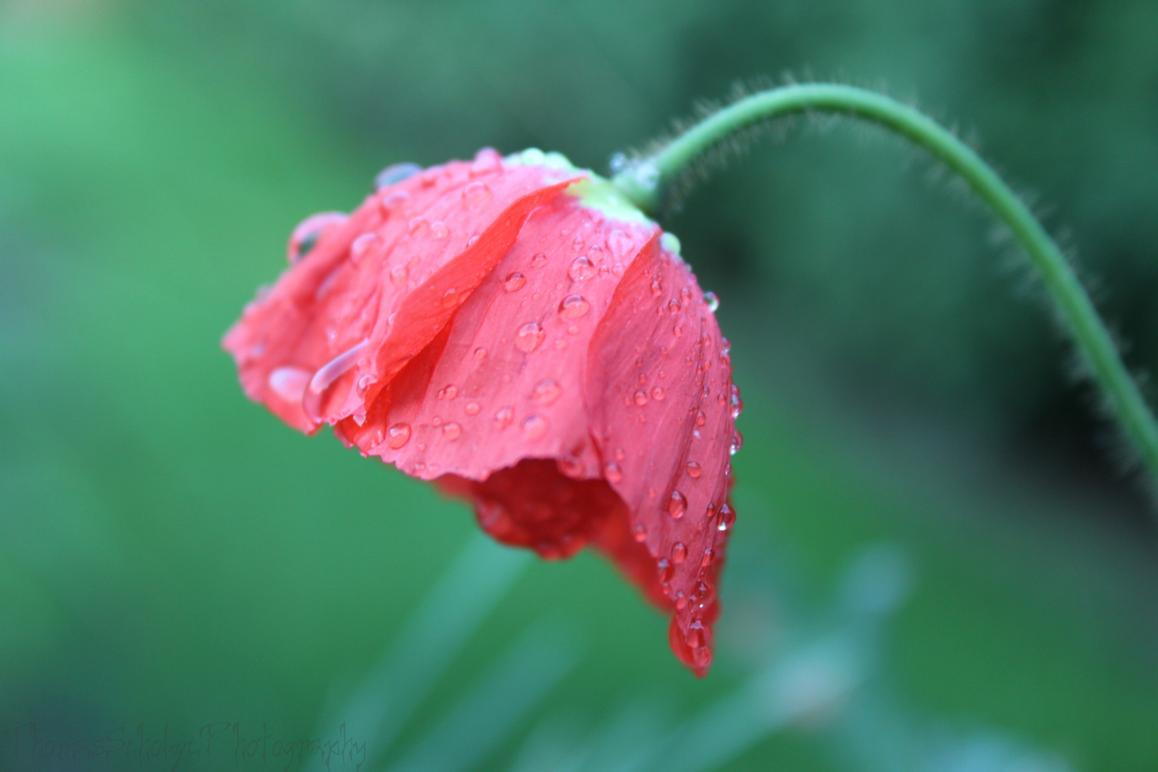 den Mohn(kopf) nicht hängen lassen