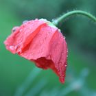 den Mohn(kopf) nicht hängen lassen