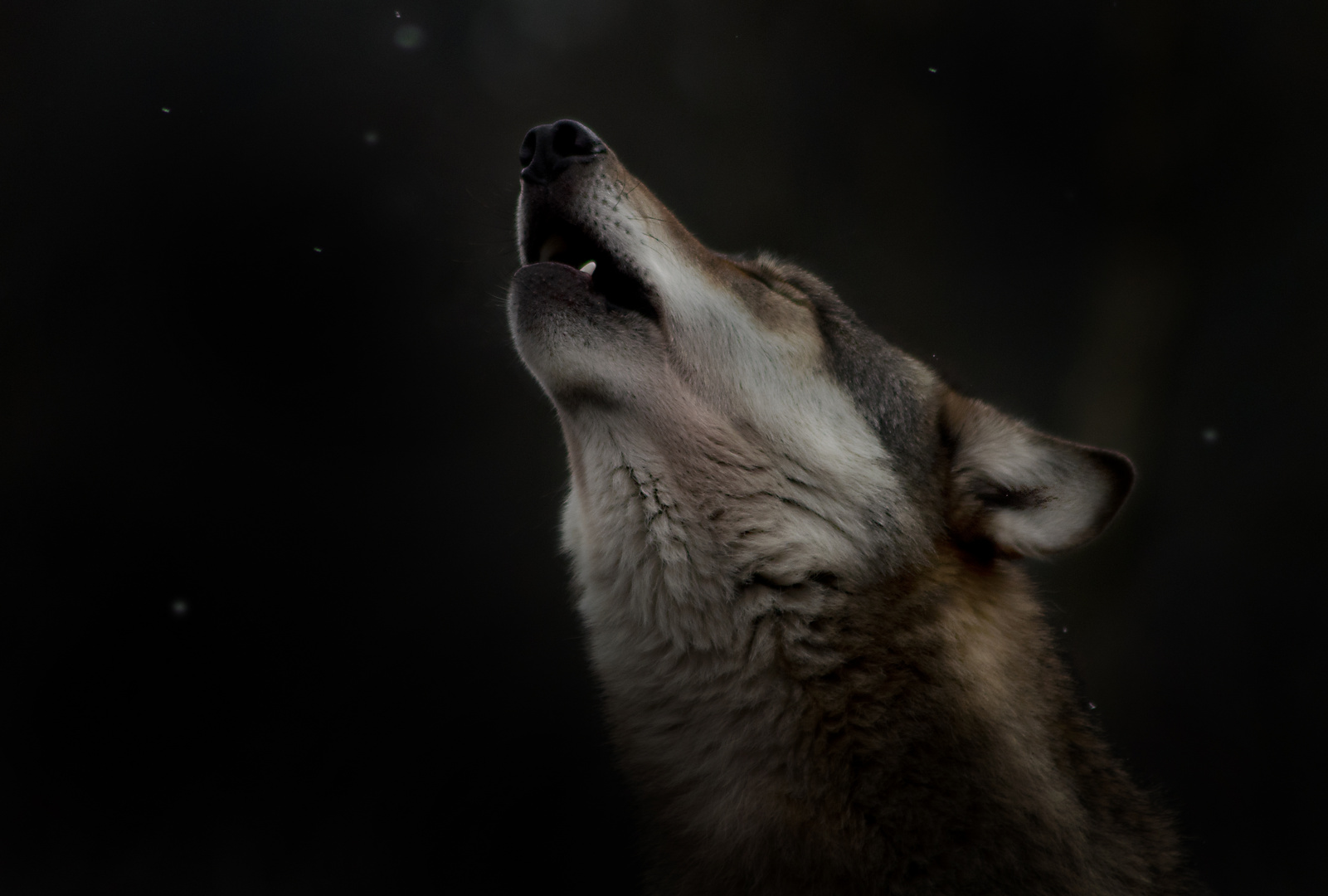Wolf Mond Anheulen Wolf Mond Anheulen