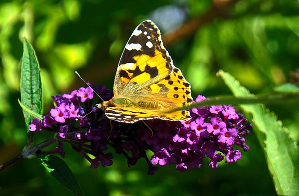 Den Mutigen gehört die Welt.