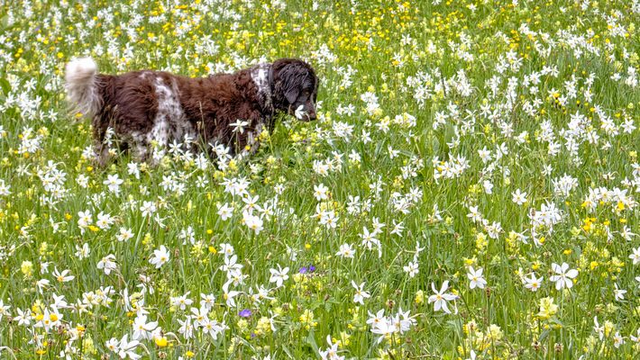 den Narzissenduft in der Nase