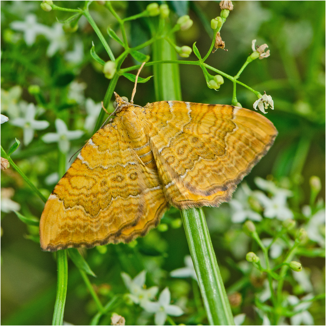 Den Ockergelber Blattspanner (Camptogramma bilineata) . . .