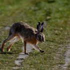 ... den Osterhasen doch noch getroffen ...