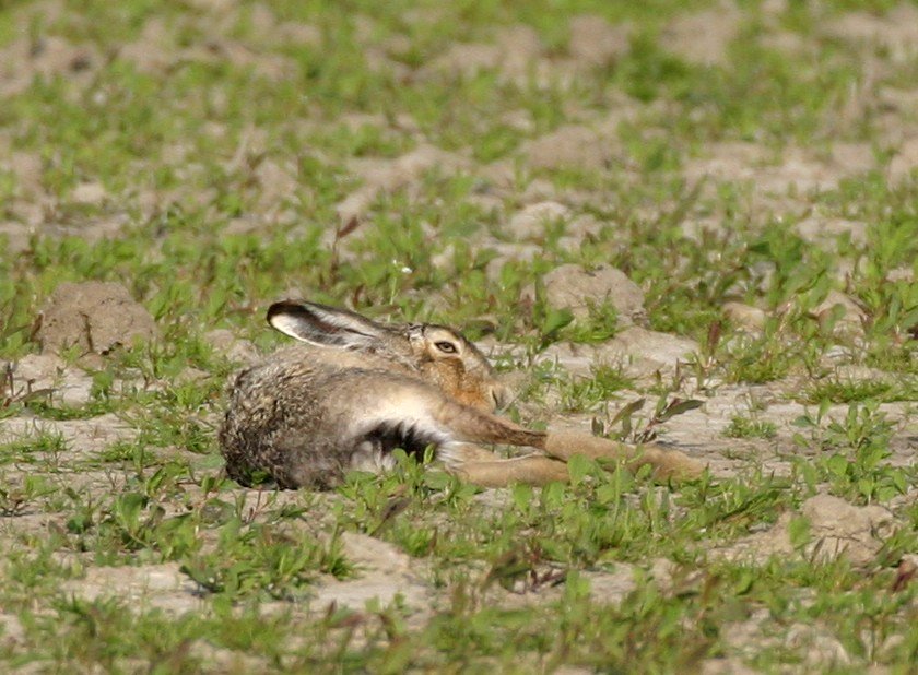 Den Osterhasen spielen...