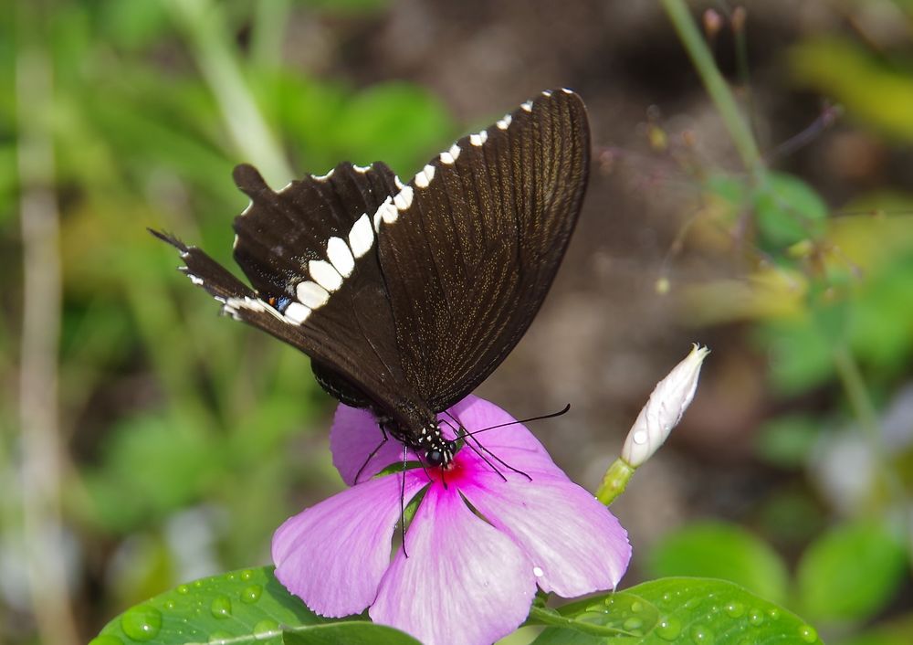 Den Papilio polytes javanus . . .