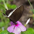 Den Papilio polytes javanus . . .