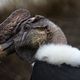 Vögel im Zoo/Gehege