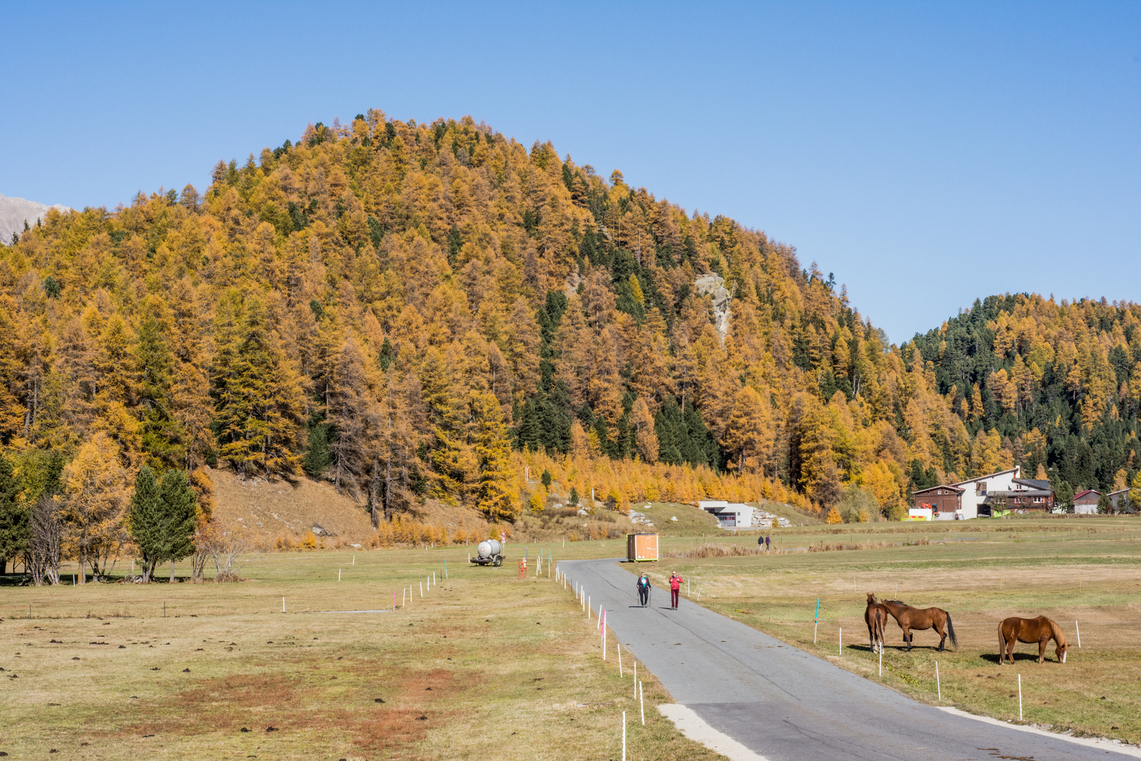 den Pferden gefällt der Herbst