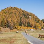 den Pferden gefällt der Herbst