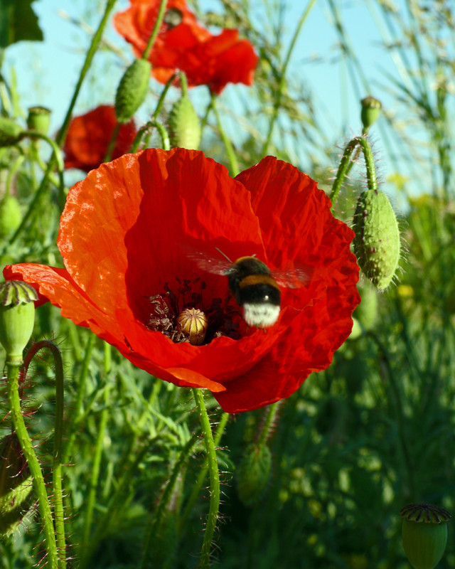 Den Pfingst MOHN tag..