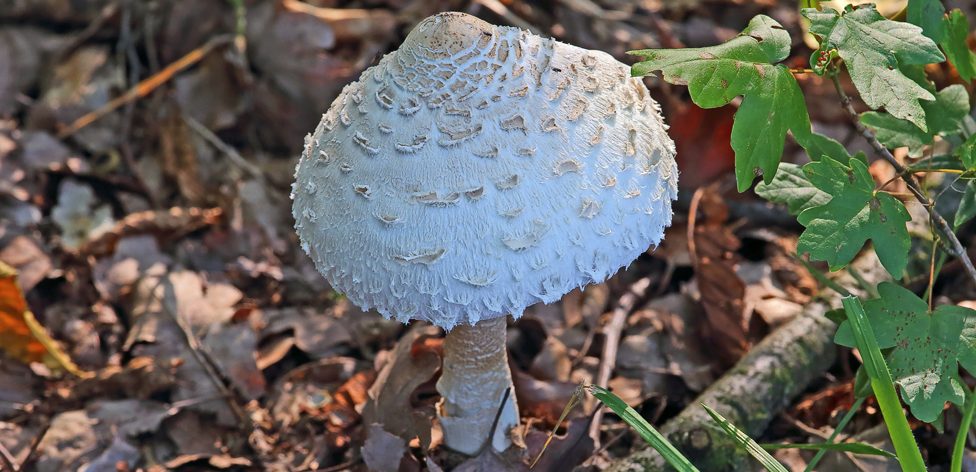 Den Pilz gestern vom bömischen Berg Ostry nenne ich lieber nur ...Pilz...