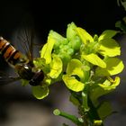 Den Pollen des Senfs scheint die Schwebfliege auch zu mögen!