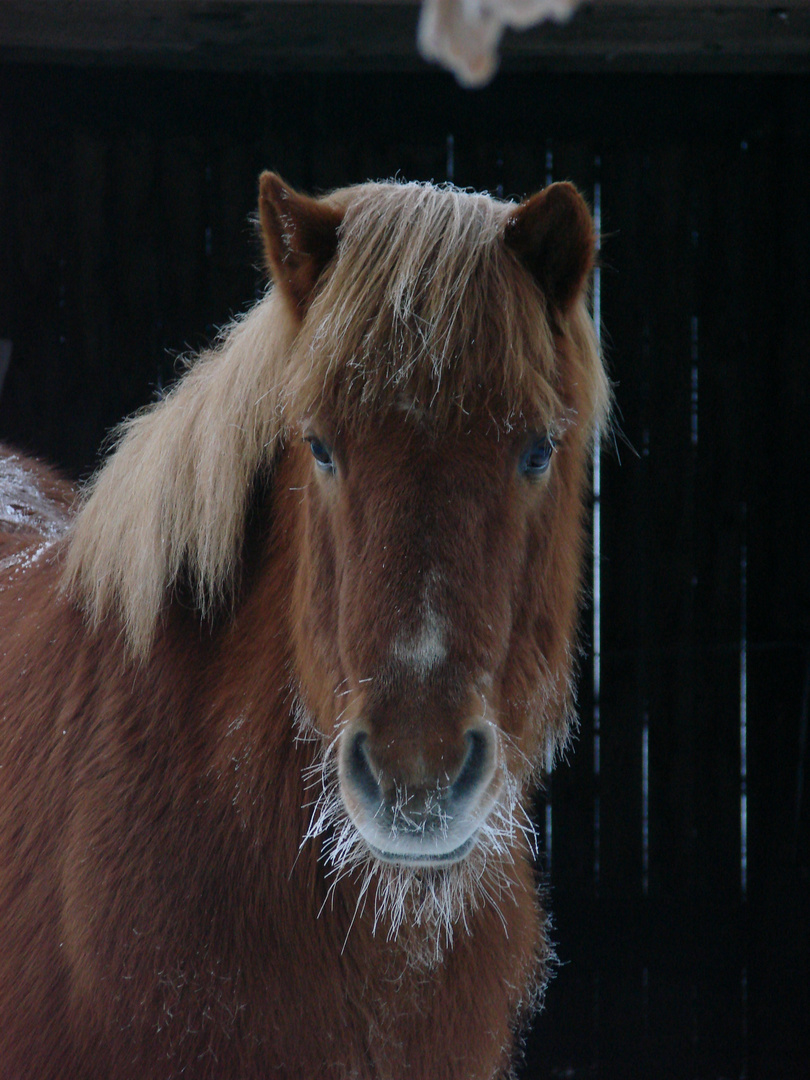 Den Ponys stört die Kälte nicht