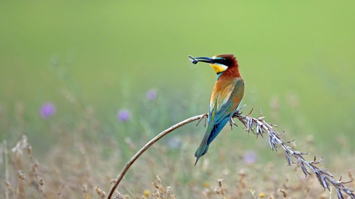 Den prächtigen Bienenfresser...