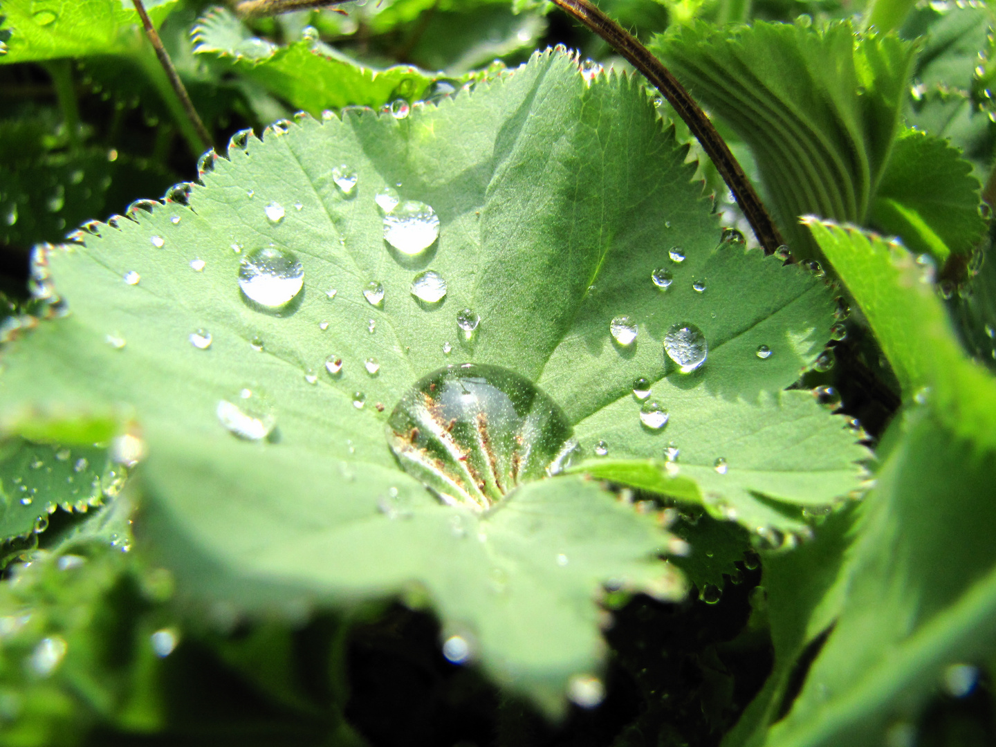 den Regen eingefangen