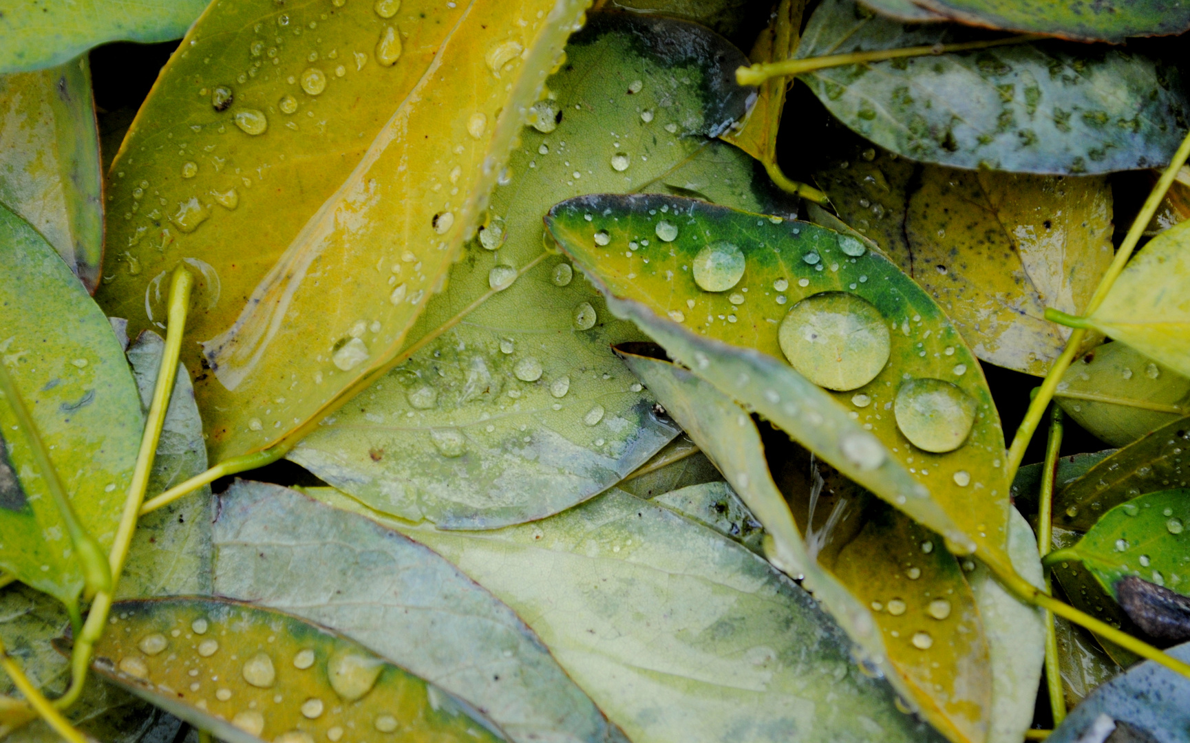 Den Regen spüren,die Tropfen,die Nässe und riechen. Der Duft von Regen.