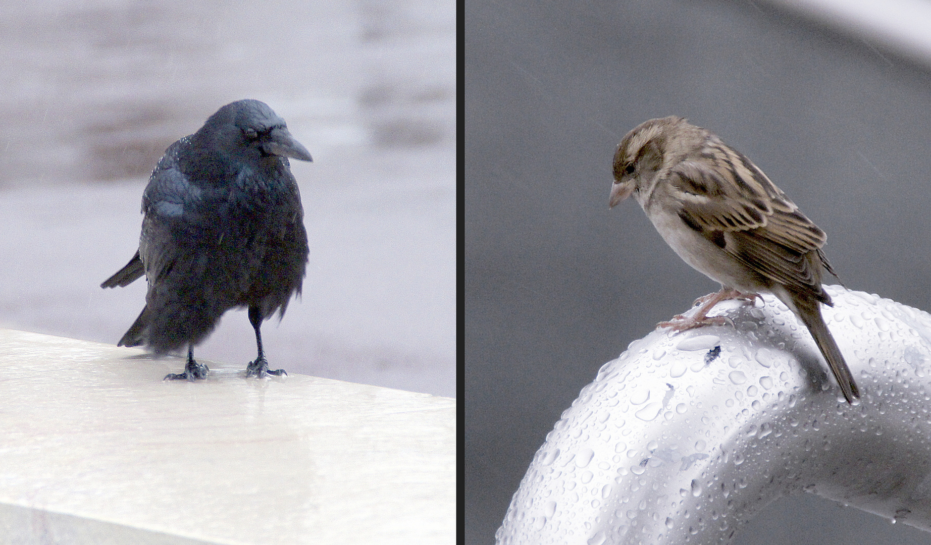 Den Regen über sich ergehen lassen ...