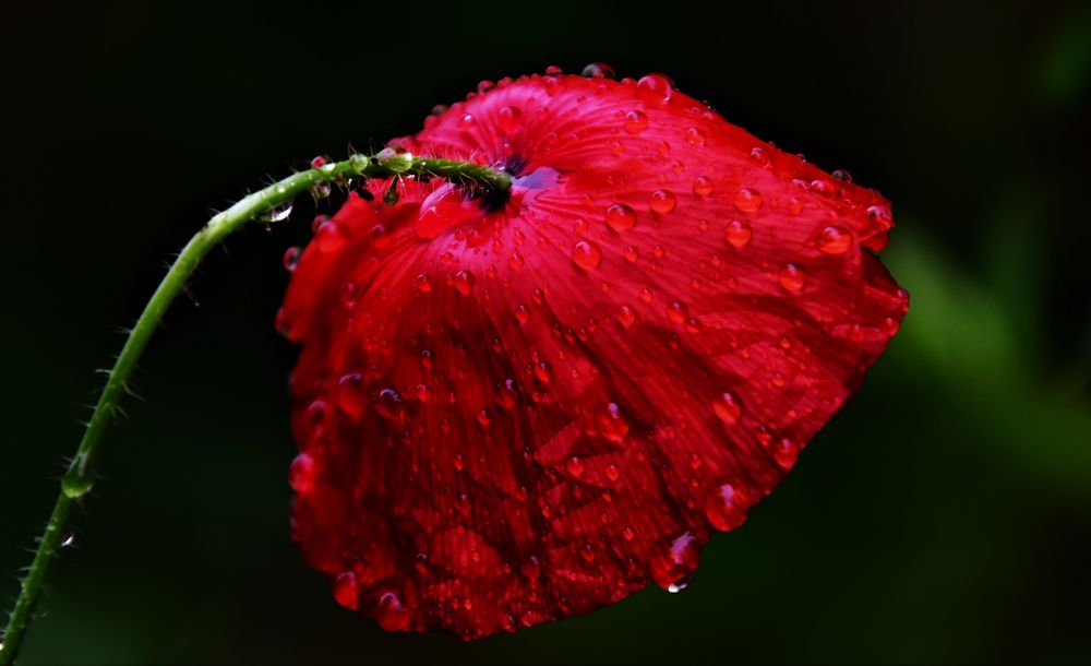 Den Regenschirm ....