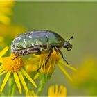 Den Rosenkäfer entdeckte ich auf einer Wiese, . . .