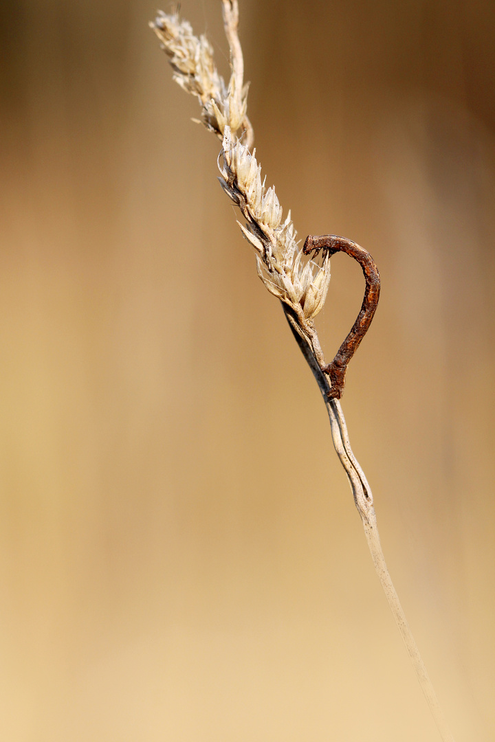 Den Rucken Krumm Foto Bild Tiere Wildlife Insekten Bilder Auf Fotocommunity