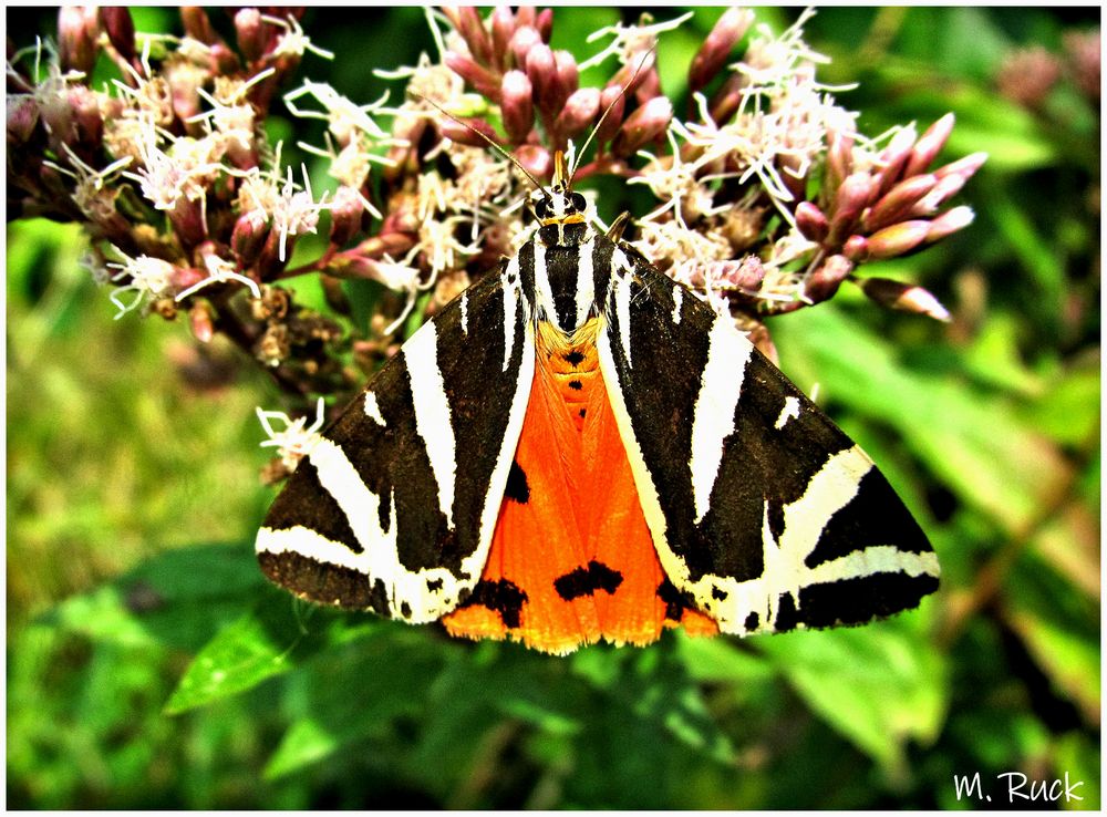 Von Was Bekommt Man Krätze Den Russischen Bär bekommt man auch ganz selten u Gesicht . Foto & Bild
