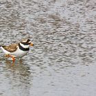 Den Sandregenpfeifer sieht man hier oft.