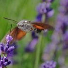 den Saugrüssel in die Lavendelblüte eingestochen