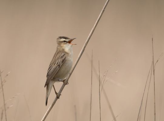 Den Schilfrohrsänger...