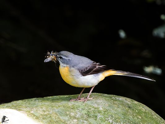 Den Schnabel voller Futter...