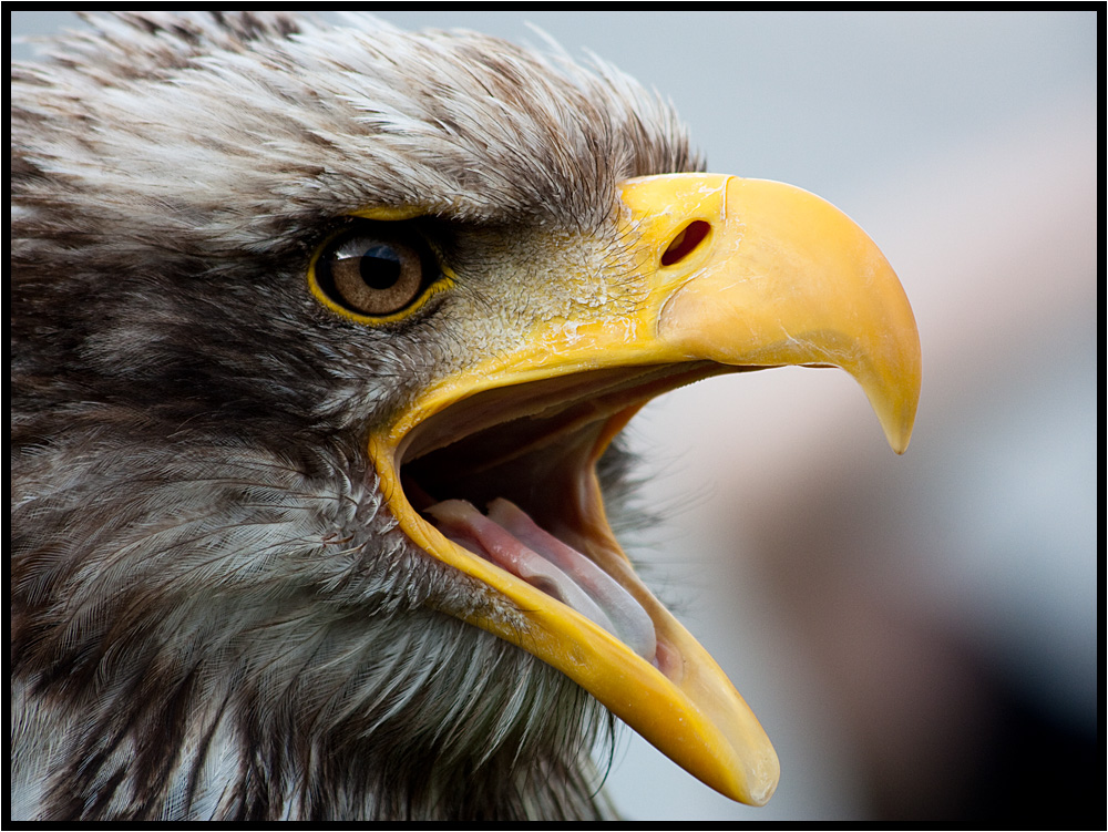 den Schnabel weit offen, Adler