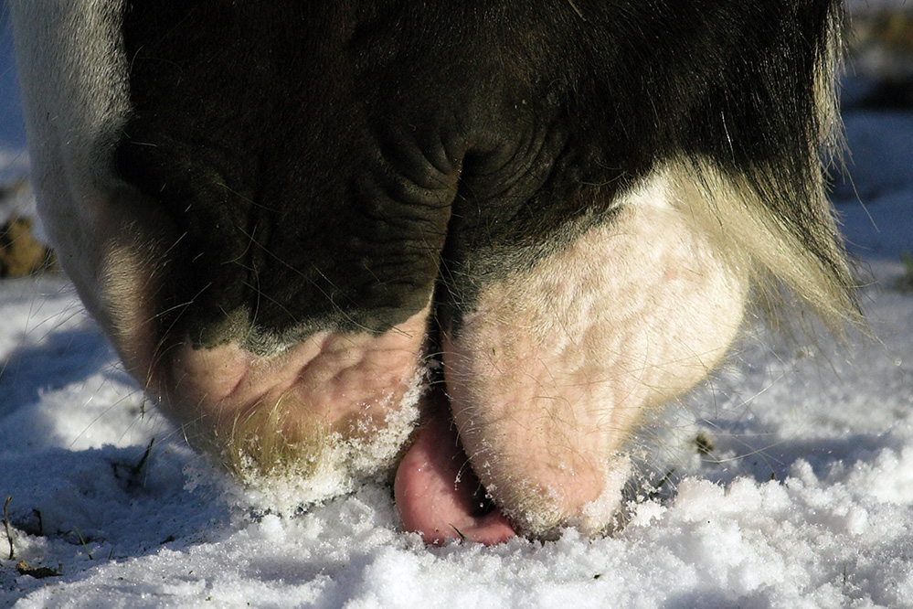 Den Schnee geniessen