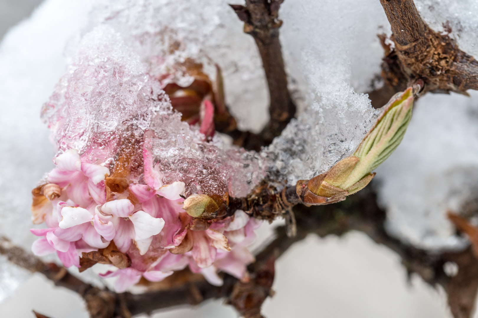 Den Schnee hätten wir jetzt nicht mehr gebraucht