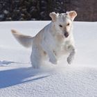 den Schneeball hinterherjagen