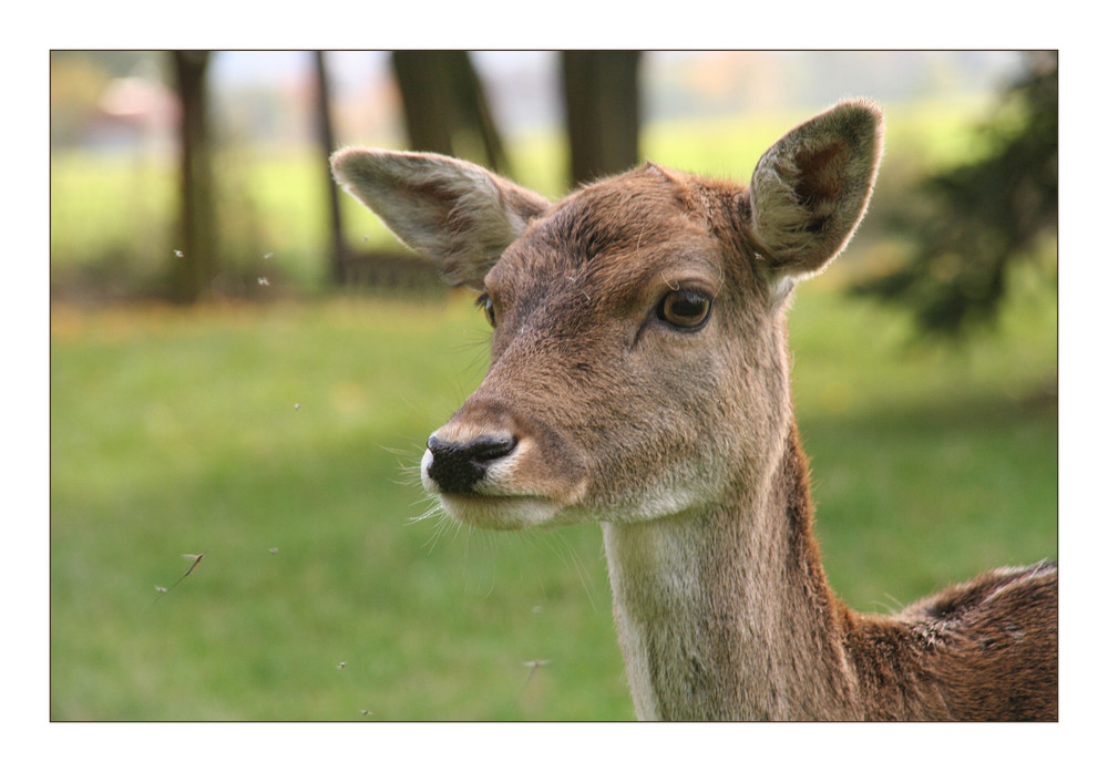 Den schönen Herbst genießen. . . . . .