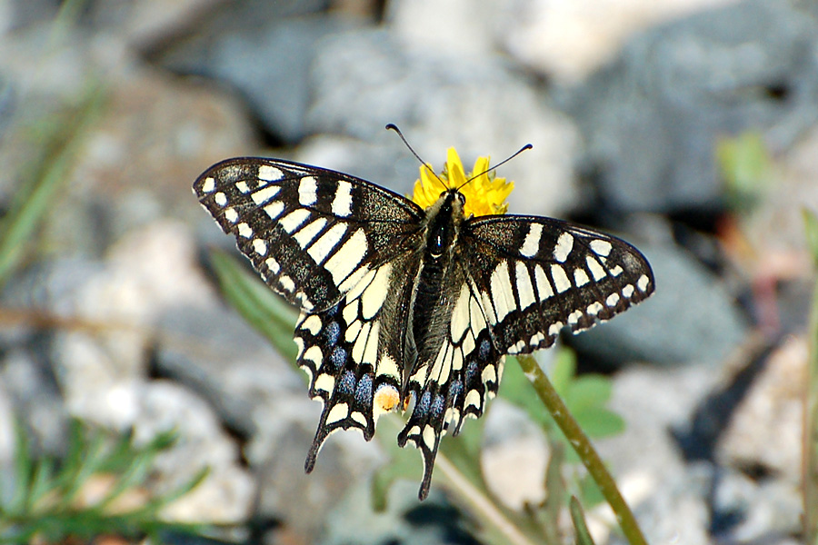 Den Schwalbenschwanz - Old World Swallowtail (Papilio machaon)...