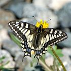 Den Schwalbenschwanz - Old World Swallowtail (Papilio machaon)...