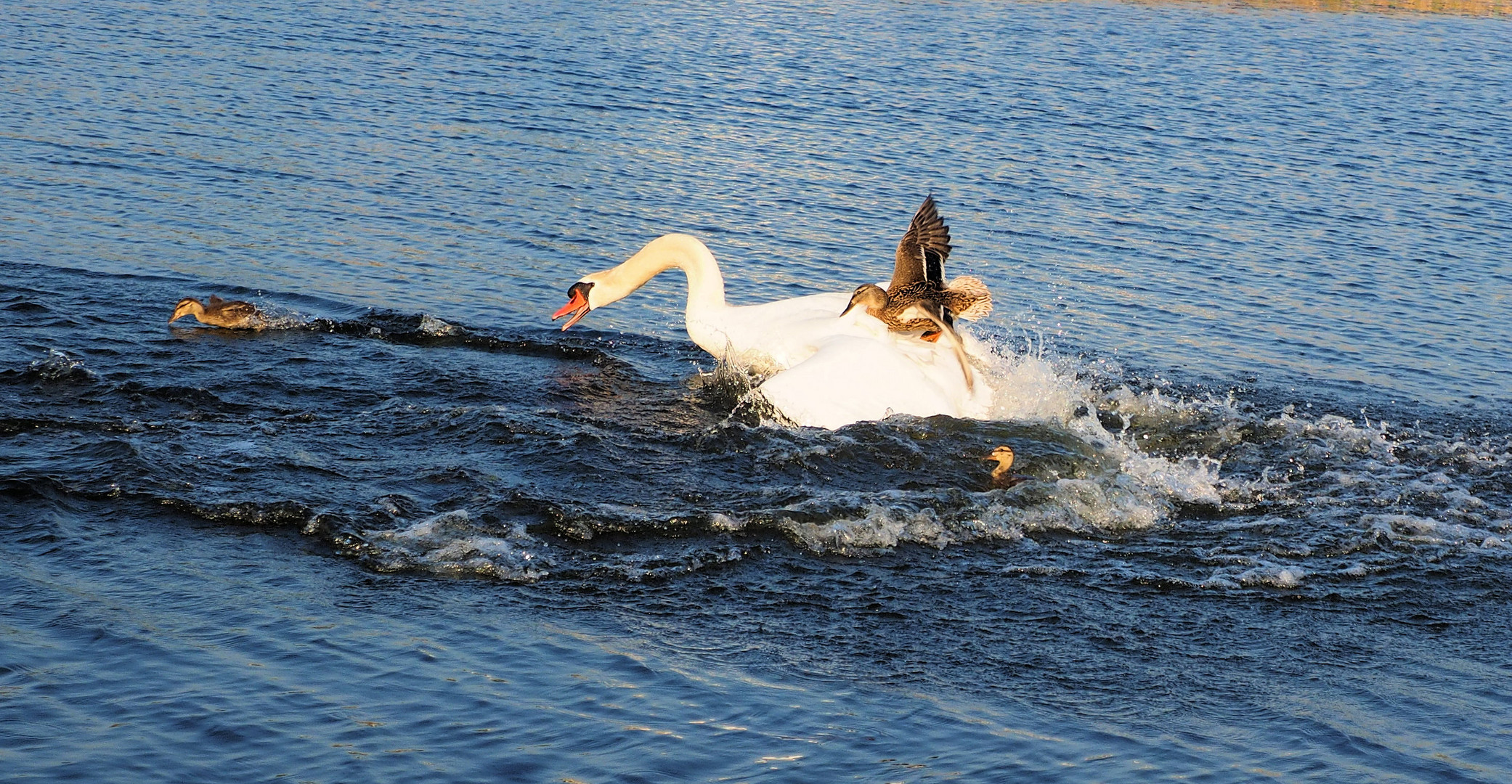 Den Schwan reiten … 