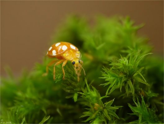 Den 'Sechzehnfleckige Marienkäfer' ...