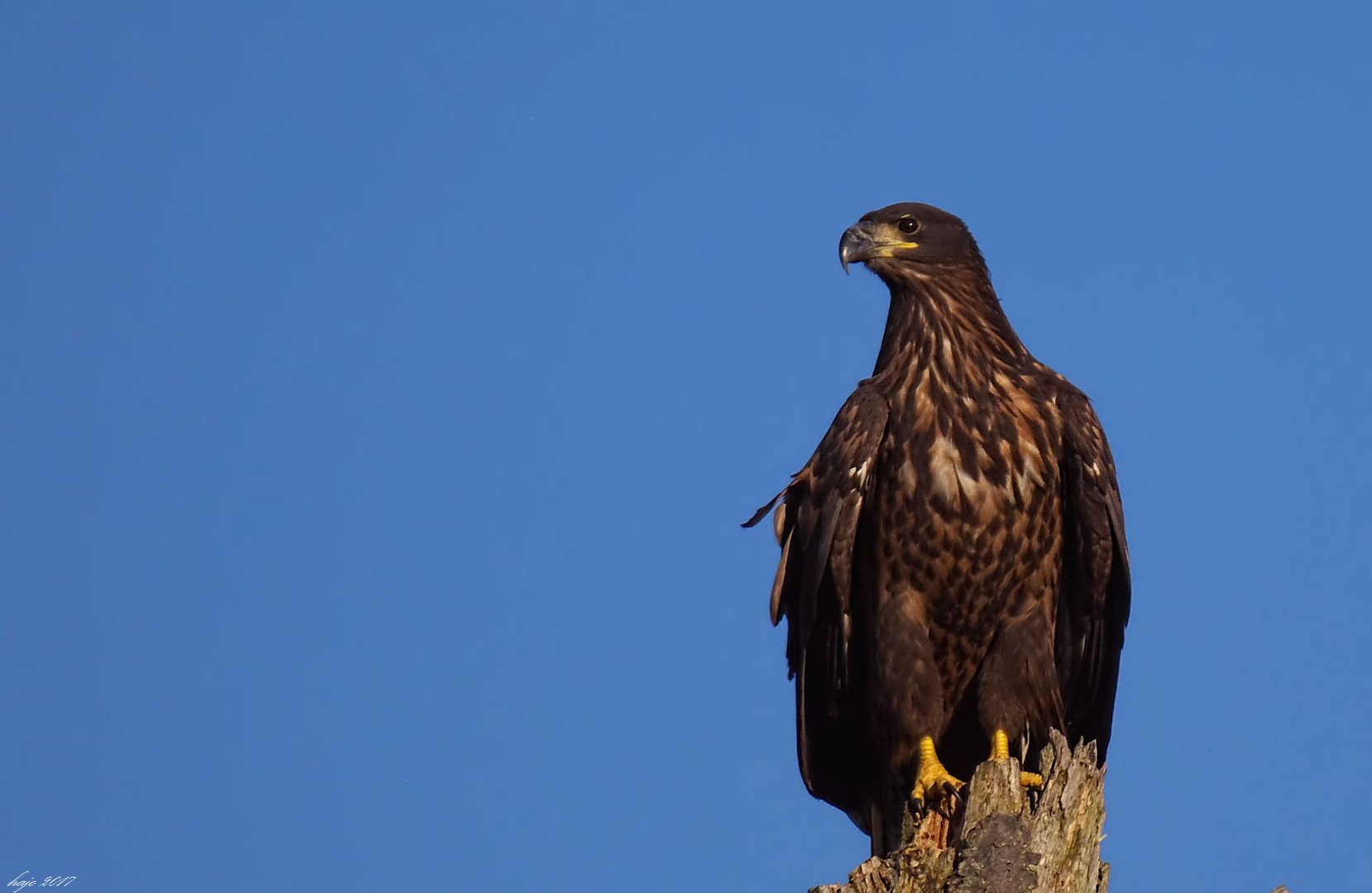 den Seeadler so dicht fotografieren zu können....