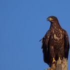 den Seeadler so dicht fotografieren zu können....