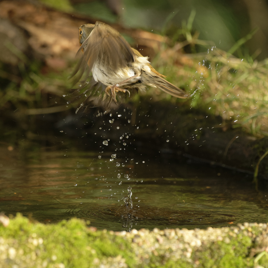 Den Senkrechtstarter  widme ich  meinem Foto und Vogelfreund  