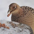 Den Snack an der Winterfütterung...