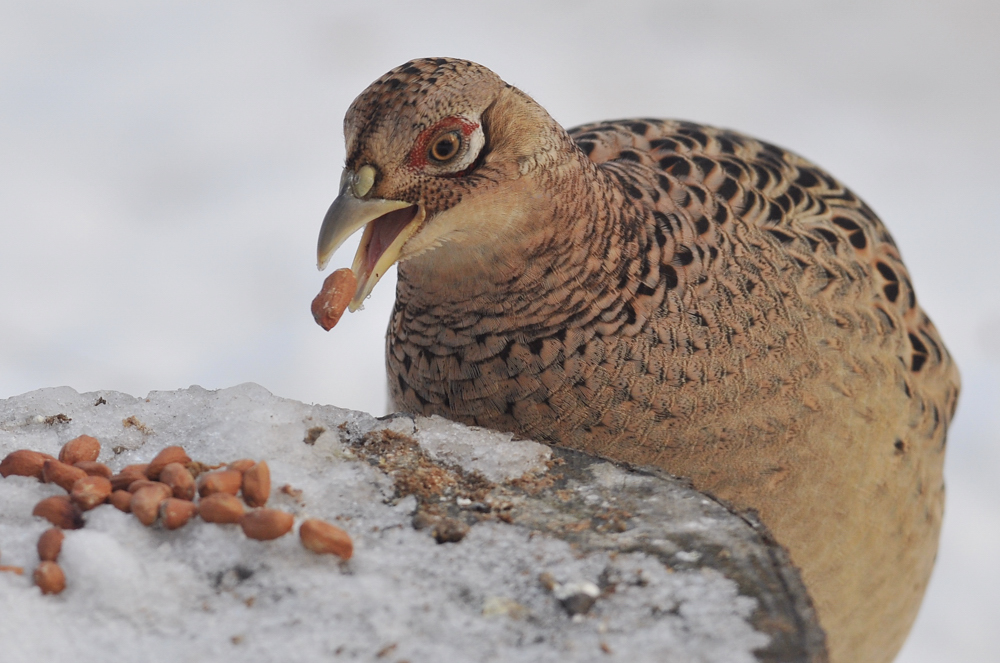 Den Snack an der Winterfütterung...