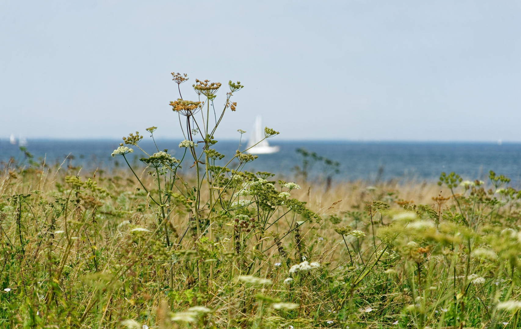 den Sommer anlocken