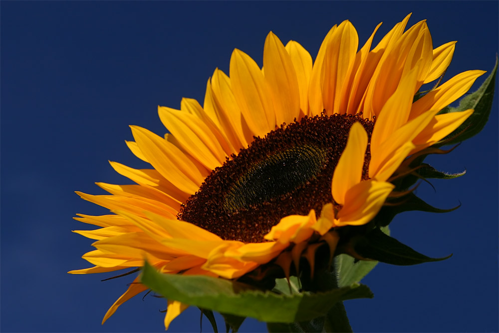 Den Sommer genießen