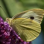 Den Sommer genießen - herum flattern und Nektar schlürfen.