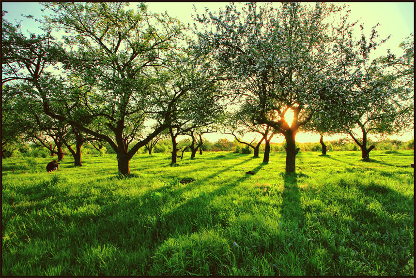 Den sonnigen Baum